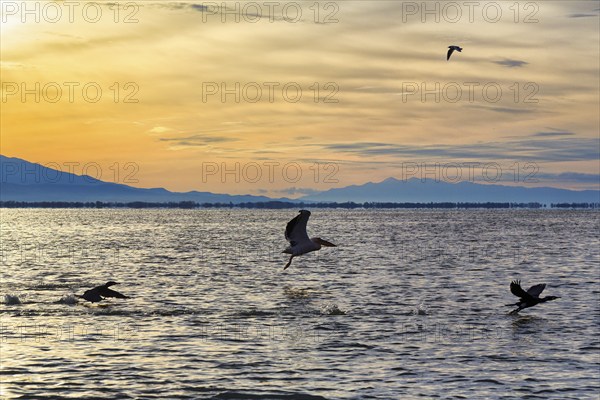 Dalmatian pelican (Pelecanus crispus) and cormorants flying at Lake Kerkini, Lake Kerkini, morning