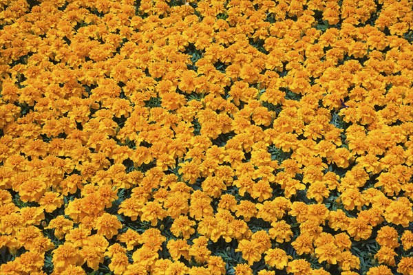 Tightly packed orange Tagetes, Marigold flowers growing in containers inside greenhouse in spring,