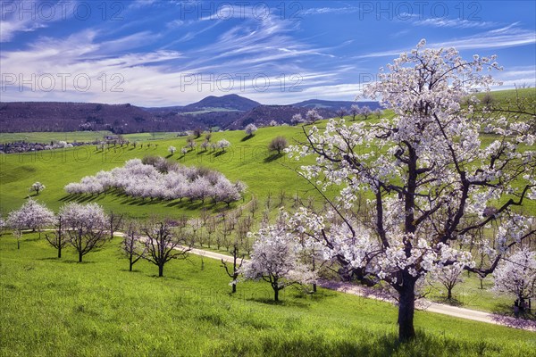 Orchard in spring, flowering cherry trees (Prunus avium), Fricktal, Canton Aargau, Switzerland,