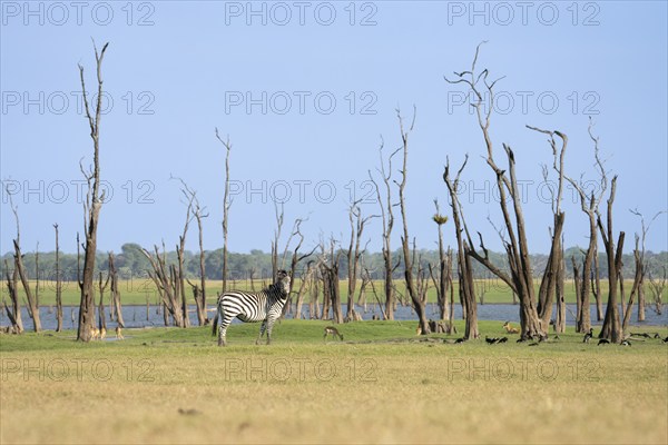 Single Zebra, Equus burchelli, is standing on front of dead trees right in front of the waterfront