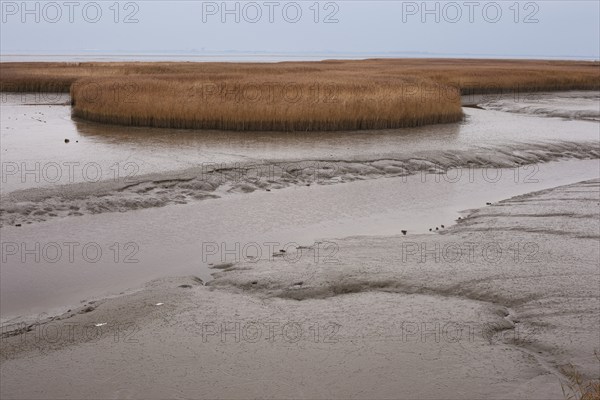 Low water, reed, mudflats, Dollart, Nieuwe Statenzijl, Netherlands