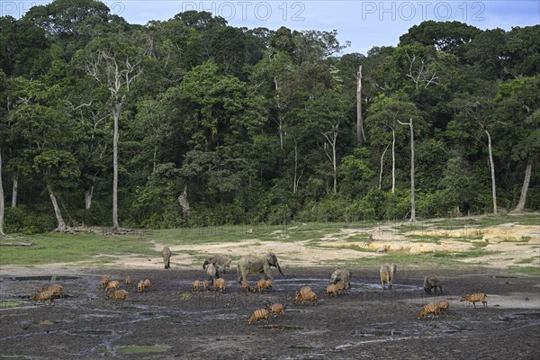 Forest elephants (Loxodonta cyclotis) and bongo antelopes (Tragelaphus eurycerus) in the Dzanga Bai