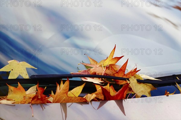 Leaves of the amber tree, car windscreen, October, Germany, Europe