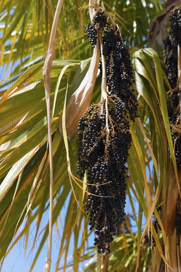 Black berries hanging from a palm tree with sunlit green leaves under a blue sky, Acai palm