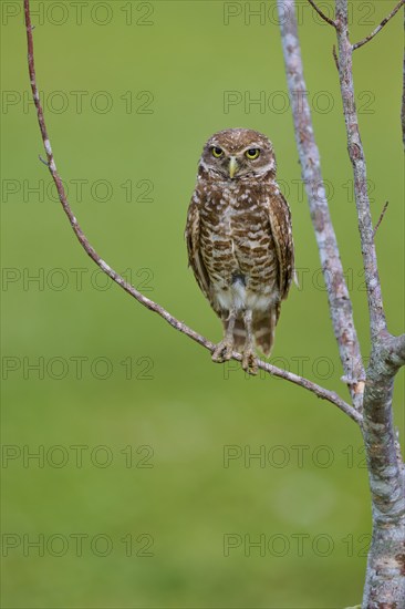 Burrowing owl (Speotyto cunicularia), sitting on a branch and observing the surroundings, Pembroke