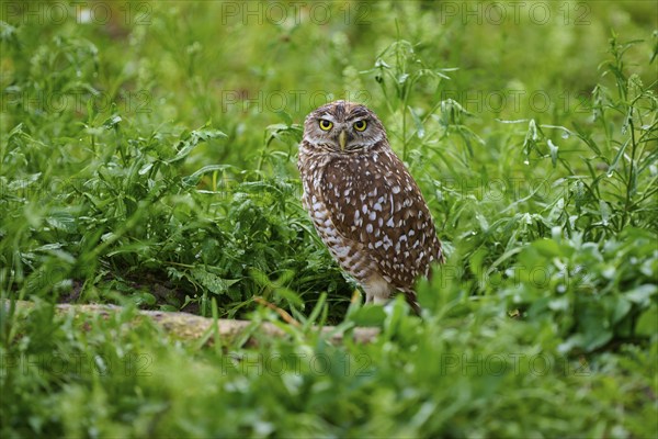 Burrowing owl (Speotyto cunicularia), sitting in a meadow, Pembroke Pines, Florida, USA, North