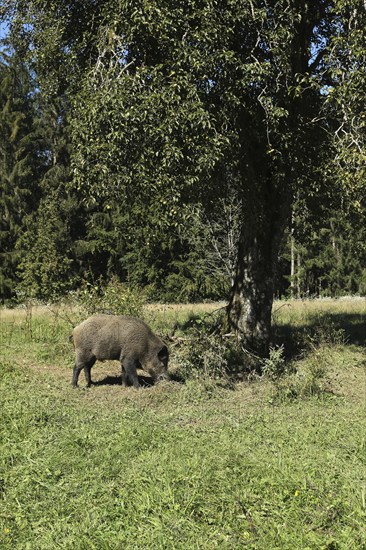 Wild boar (Sus scrofa) boar under pear tree in orchard, Allgäu, Bavaria, Germany, Allgäu, Bavaria,