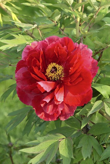 Peony (Paeonia foemina), peony rose, peony, peony family, Paeonaceae