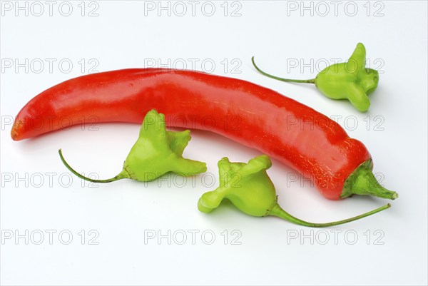 Peppers, chili pepper, chili pepper, chili pepper
