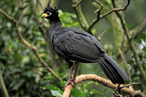 Bare-faced Curassow (Crax fasciolata), male, Pantanal, Brazil, South America