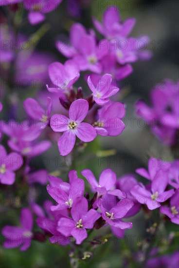 Garden rockcress (Arabis caucasica)