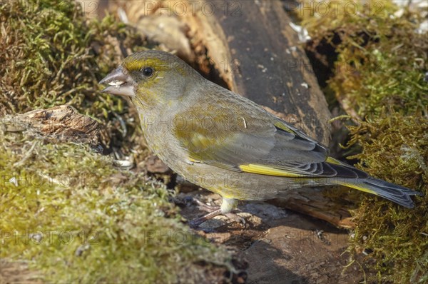 European greenfinch (Carduelis chloris) sitting in the forest. Bas Rhin, Alsace, France, Europe