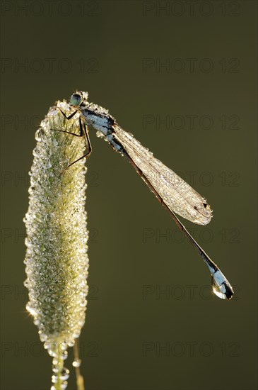 Blue-tailed damselfly (Ischnura elegans), male with dewdrops in backlight, North Rhine-Westphalia,