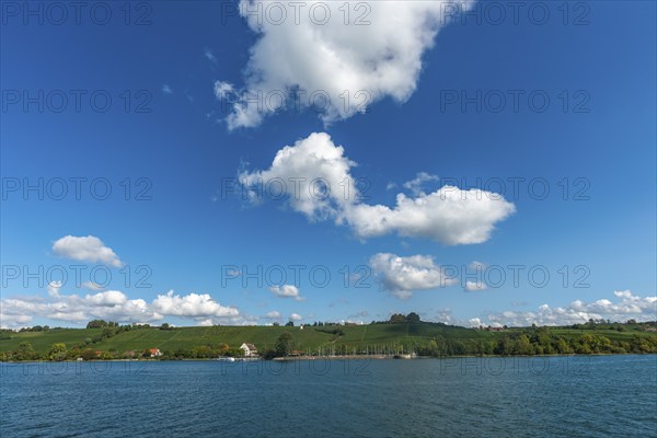 Sailing harbour, vineyards, blue sky, Hagnau am Bodensee, Baden-Württemberg, Germany, Europe
