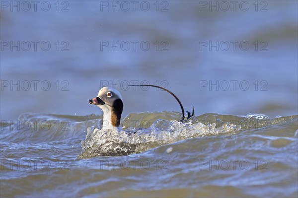Long-tailed duck (Clangula hyemalis, Anas hyemalis) male in non-beeding plumage swimming in sea in