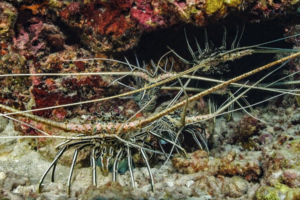 Five specimens of Long-legged long-legged spiny crayfish (Panulirus longipes) Spiny crayfish Spiny