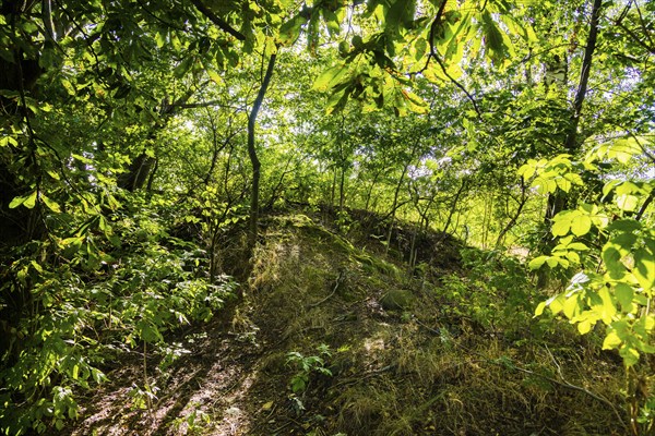 The tailings pile on the Young Mordgrube Stehenden / Aller Welt Heyland Flachen is located south of