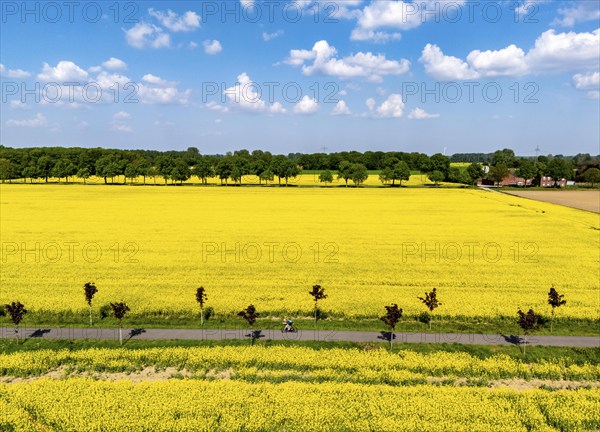 The avenue cycle path between Xanten and Marienbaum, Kalkar, on the Lower Rhine, former railway