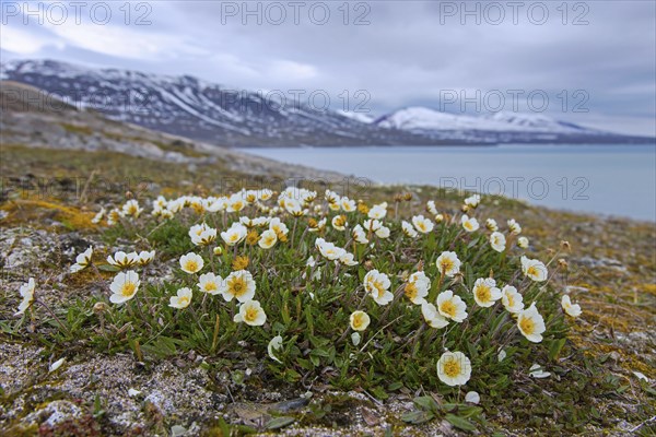 Mountain avens, eightpetal mountain-avens, white dryas, white dryad (Dryas octopetala) in flower in