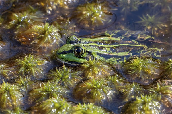 Green frog, water frog, true frog (Pelophylax spec.) in fen in moorland, heathland in summer