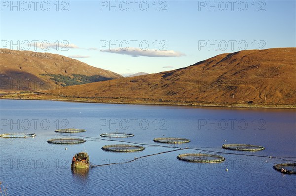 Round fish farm structures float in the calm waters of a loch, illuminated by orange evening light,