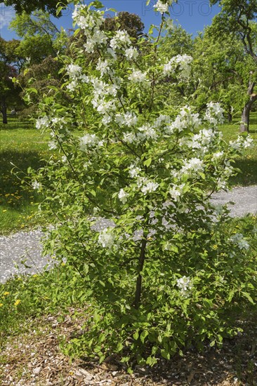 Malus, Crabapple tree with white flower blossoms and protected with natural mulch in spring,