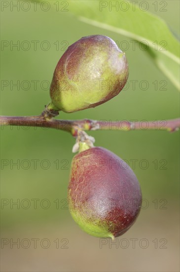 Nectarine (Prunus persica var. nucipersica), unripe fruit on the tree, Provence, southern France