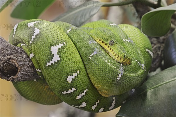 Emerald green tree boa (Corallus caninus), captive, occurrence in South America