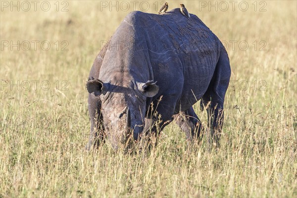 Black rhinoceros (Diceros bicornis) grazing grass in a savanna in Africa, Maasai Mara National