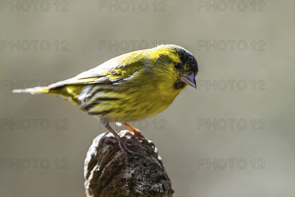 Male of Eurasian Siskin, Spinus spinus, bird in forest at winter sun
