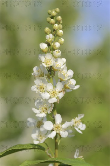 Common weeping cherry (Prunus padus, Padus avium), flowering, North Rhine-Westphalia, Germany,