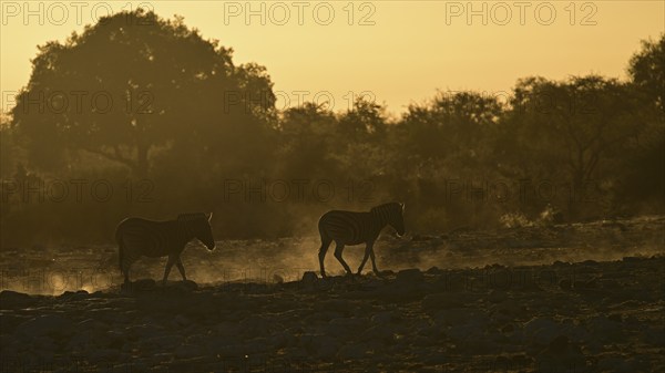 Two Burchell's zebra (Equus quagga burchellii) backlit by the rising sun walking through the dusty