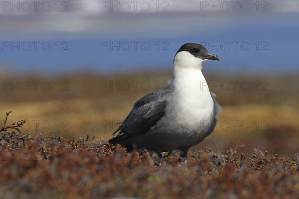 Long-tailed jaeger (Stercorarius longicaudus) in the tundra, Lapland, Northern Norway, Norway,