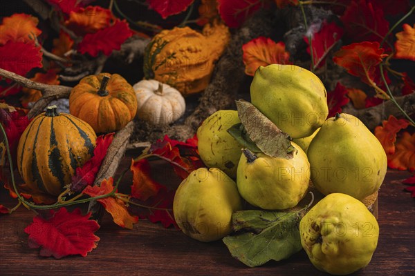 Autumnal still life with quinces, pumpkins and colourful autumn leaves