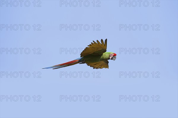 Military macaw (Ara militaris), flying, captive, occurrence in South America