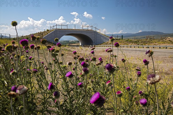 Kremmling, Colorado, A wildlife overpass that allows mule deer and other animals to safety cross