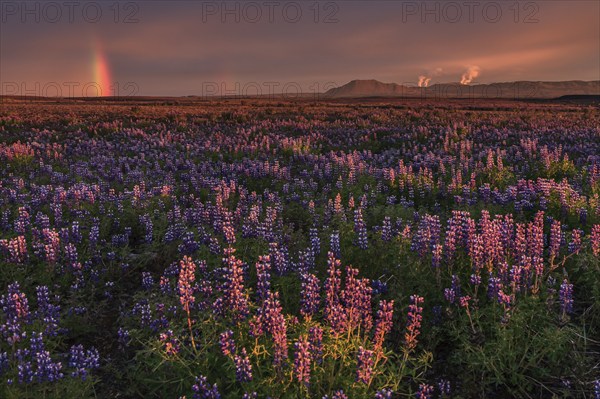 Lupines, flower meadow in midnight sun, evening light, rainbow behind, geothermal field and