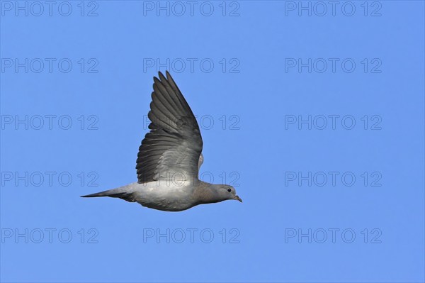 Stock dove (Columba oenas), Bad Dürkheim district, Rhineland-Palatinate, Federal Republic of