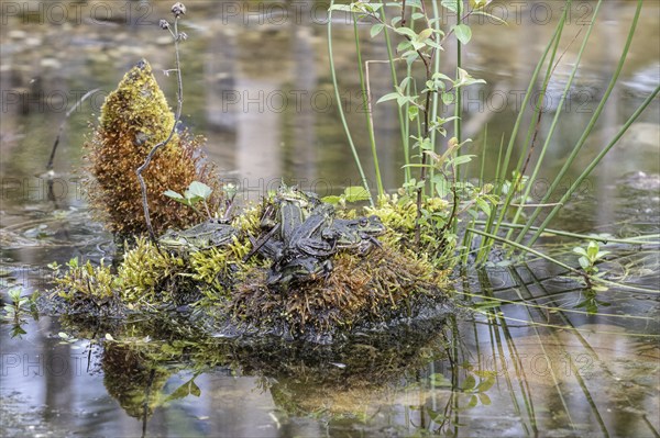 Green frogs (Pelophylax esculentus), Emsland, Lower Saxony, Germany, Europe