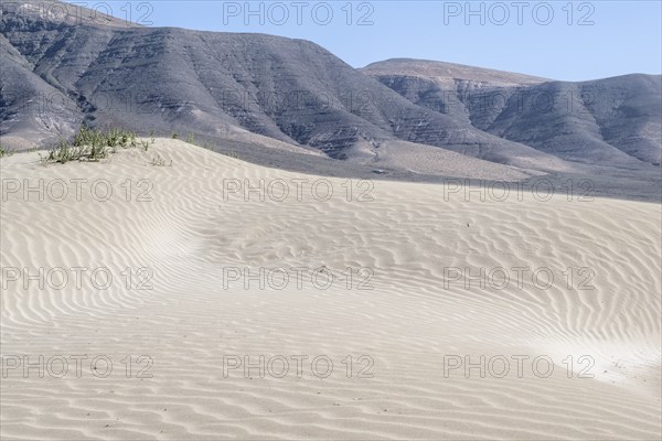 Dune landscape, Playa de Famara, Lanzarote, Canary Islands, Spain, Europe