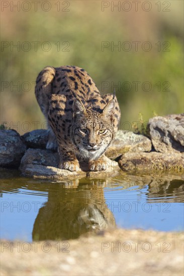 Iberian lynx (Lynx pardinus), drinking water at the waterhole, Hides De Calera / Lynx Hide, Calera
