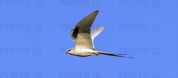 Swallow-tailed Kite, (Chelictinia riocourii), also Scissor-tailed Kite, African Swallow-tailed