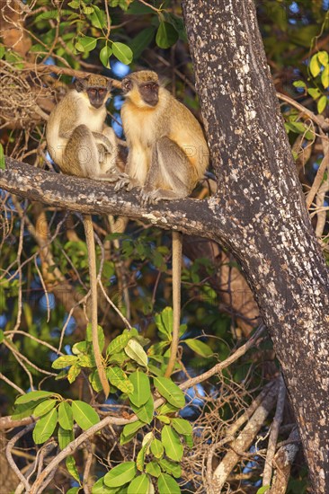 Green monkey (Chlorocebus sabaeus), guenon family, Janjabureh boat trip, Janjabureh, South Bank,
