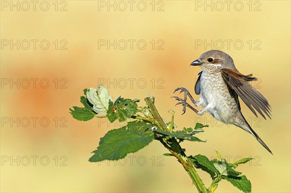 Red-backed shrike (Lanius collurio), female with prey, Hockenheim, Baden-Württemberg, Germany,