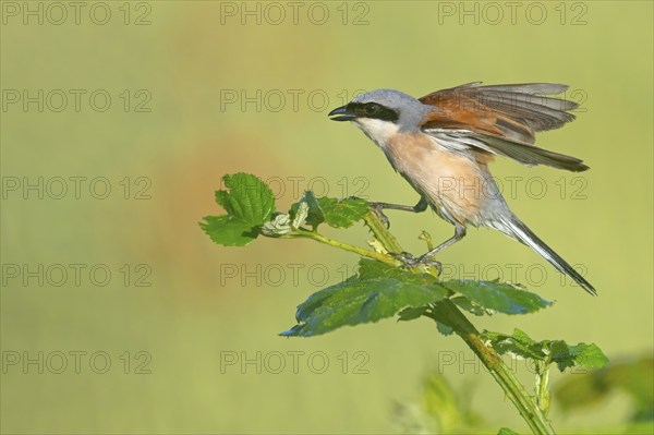 Red-backed shrike, red-backed shrike, thorn-backed shrike, family of shrikes, (Lanius collurio),