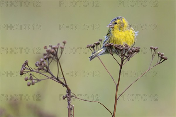 Eurasian siskin (Carduelis spinus), Heligoland, Schleswig-Holstein, Germany, Europe