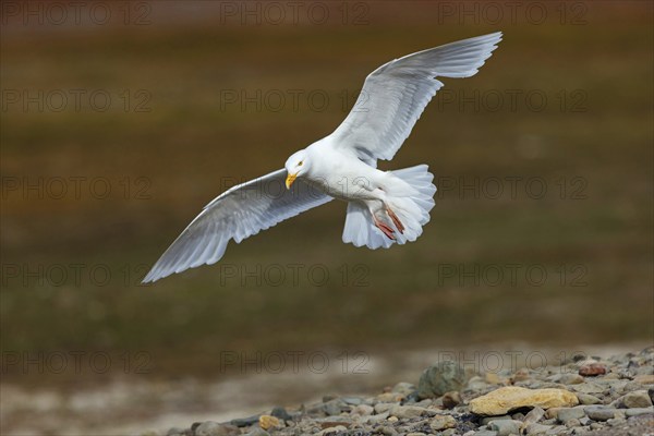 Glaucous gull (Larus hyperboreus), Norway, Spitsbergen, aerial photograph, Longyearbyen, Svalbard /