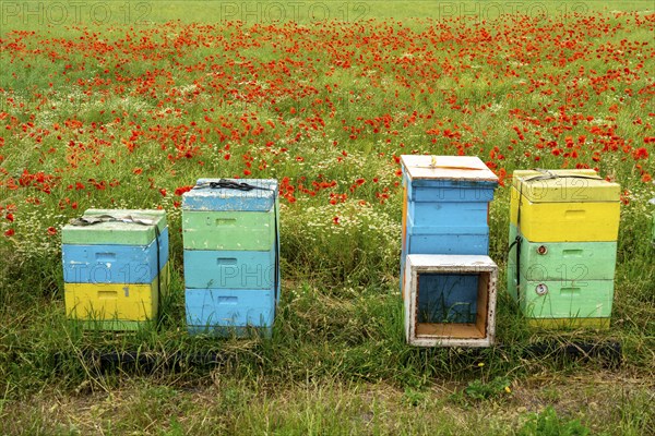 Beehives, beekeeping in a cornfield with blooming poppies, near Warstein, Sauerland, North
