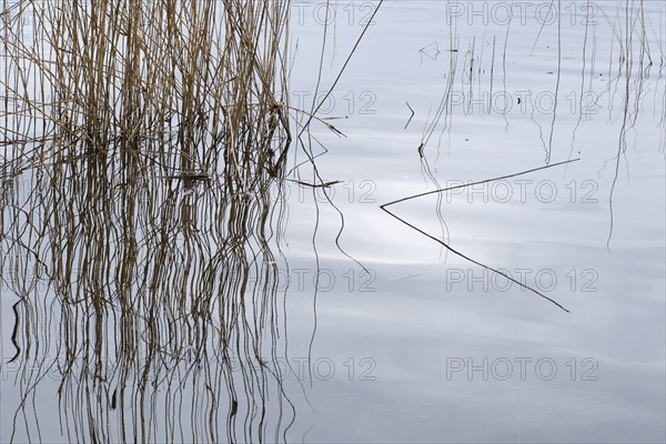 Reeds with reflection, Müritz National Park, Mecklenburg Lake District, Mecklenburg,