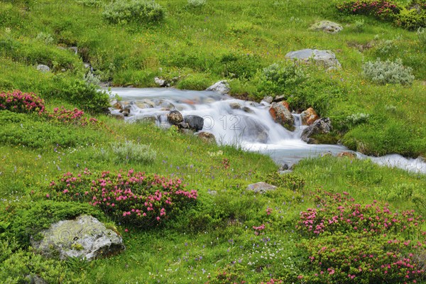 Mountain stream Steinwasser carves its way over stone cascades through vegetation overgrown with